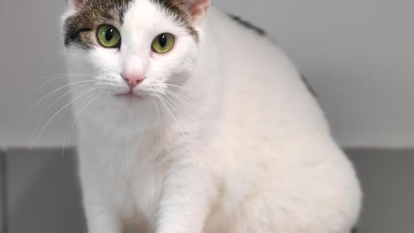 Der weiße Kater „Harry“ ist eher das Gegenteil. Der etwa zwei Jahre alte Kater ist fremden Menschen gegenüber ängstlich und schüchtern. Er kam als Fundtier ins Tierheim und es hat lange gedauert, bis man ihn anfassen konnte. Doch mittlerweile ist „Harry“ so, dass er angelaufen kommt, wenn ihm bekannte Menschen das Katzenzimmer betreten, immer in der Hoffnung, dass etwas Leckeres für ihn abfällt. „Harry“ ist also bestechlich. Wer sich für den Kater interessiert, sollte Zeit für ihn haben und auch Ruhe und Geduld, damit er sich eingewöhnen und Vertrauen fassen kann. Auch er wünscht sich ein verkehrsberuhigt gelegenes Häuschen im Grünen und späteren Freigang, auch ein friedlicher Katzenkumpel wäre ihm willkommen. Um die Ausbreitung der Pandemie nicht zu fördern und um unsere Mitarbeiter und Besucher zu schützen, wurde das Tierheim Neumarkt komplett für Besucher, Gassigeher und Katzenstreichler geschlossen. Um den Tieren jedoch nicht die Chance auf ein neues Zuhause zu verbauen, finden Tiervermittlung und Beratung dennoch telefonisch beziehungsweise nach vorheriger Terminvereinbarung zwischen 14.30 und 17 Uhr unter Telefon (0 91 81) 2 28 62 statt. In Notfällen und im Falle von Fundtieren ist das Tierheim ebenfalls unter dieser Telefonnummer erreichbar. Hier geht es zur Internet-Seite des Tierheims