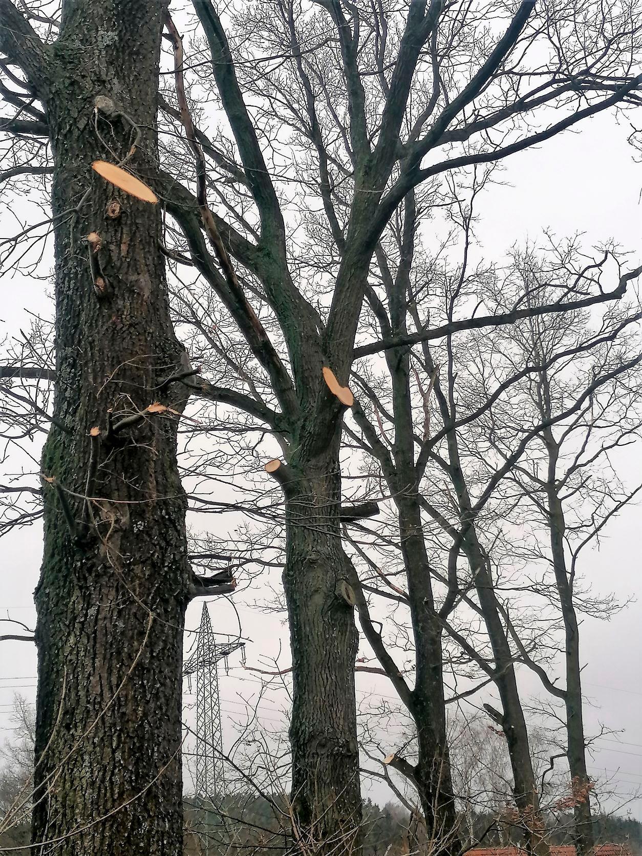 Einschläge bei Freystadt „Mit Heckenpflege hat das nichts zu tun“