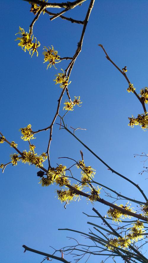 Strahlend blauer Himmel und erste Blüten: Frühling, ja du bist's.

