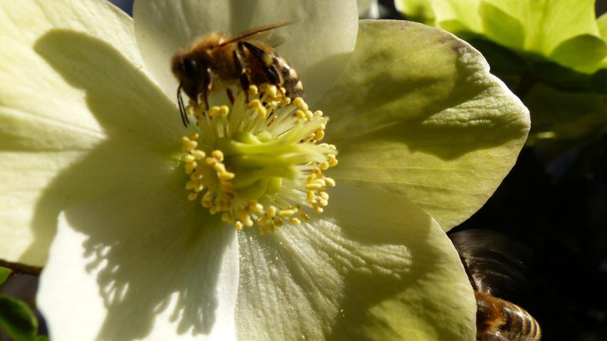 Die ersten fleißigen Bienchen laben sich bei herrlichem Sonnenschein an einer Christrose.
