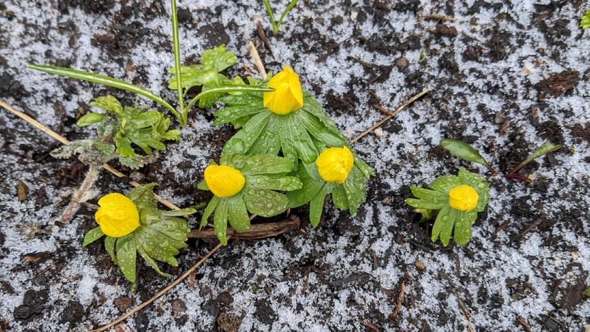 Der Winterling macht seinem Namen alle Ehre: Das erste Gelb kündigt schon den Frühling an - und wird doch vom Schnee überrascht...

