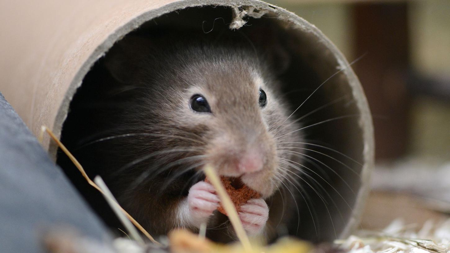 Warum Hamster nicht in die Hände kleiner Kinder gehören