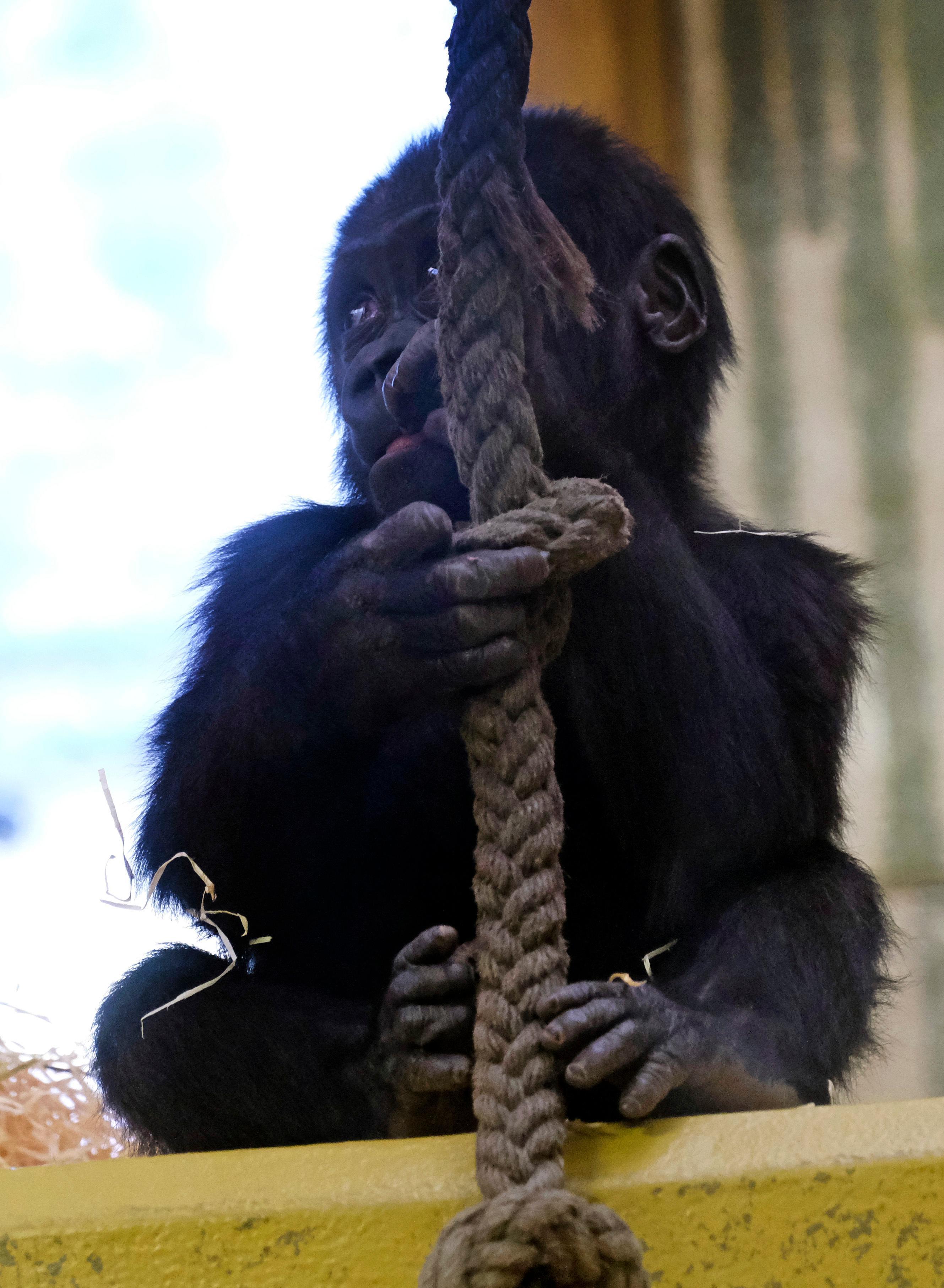 Akono ist erst ein gutes Jahr alt, kann aber schon perfekt mit dem Kletterseil umgehen.