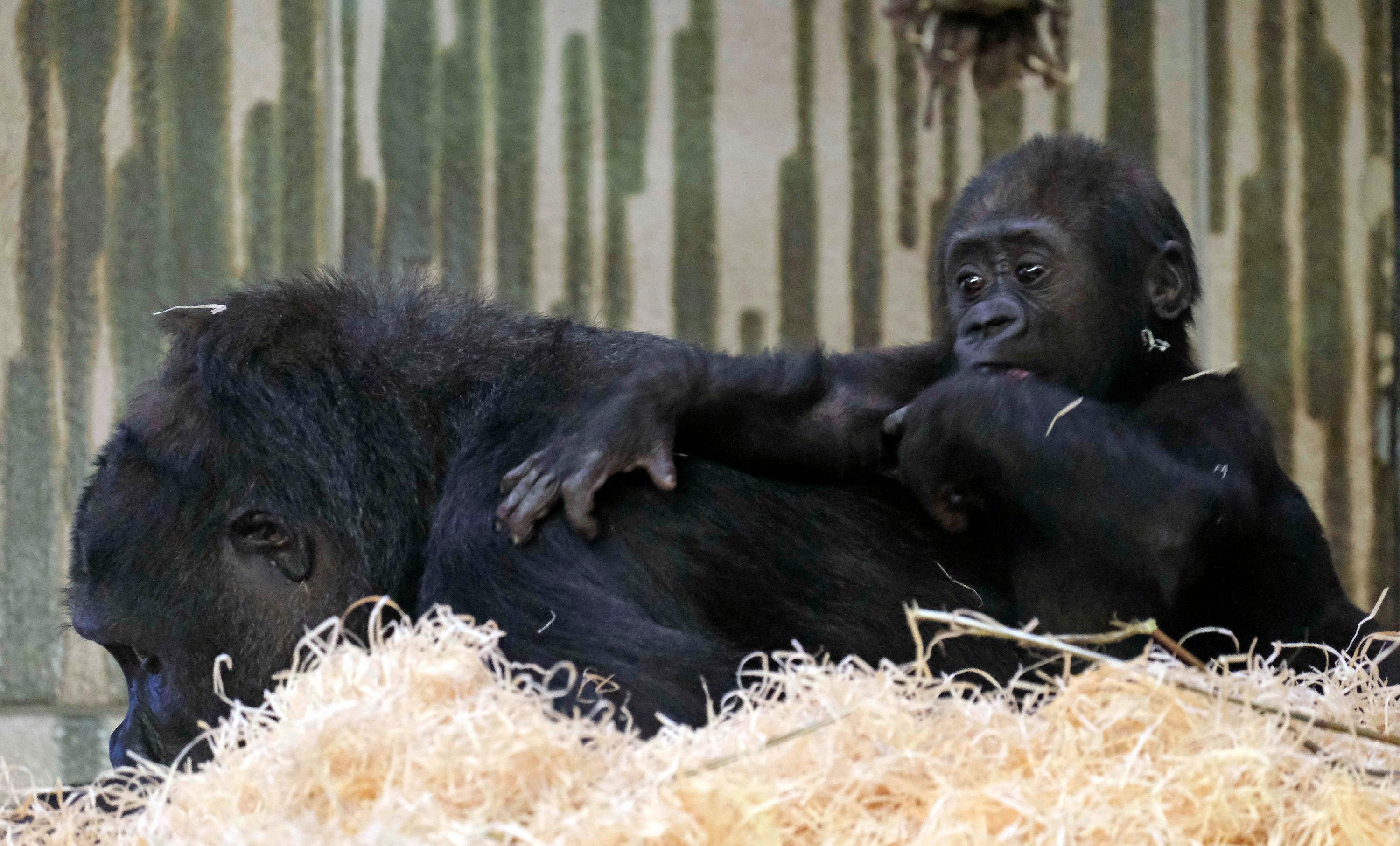 Auch wenn Akono unaufhörlich seine Umgebung erkundet, so kommt er immer wieder gern zu seiner Mutter Habibu zurück