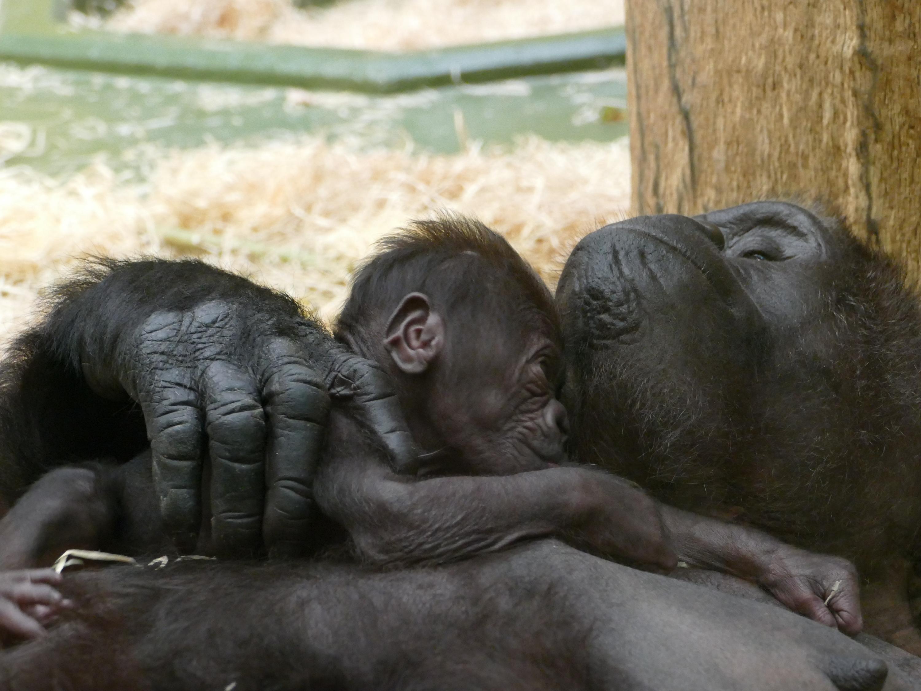 Mutter Louna und der kleine Akono sind tiefenentspannt. Sie gönnen sich ein Nickerchen.
