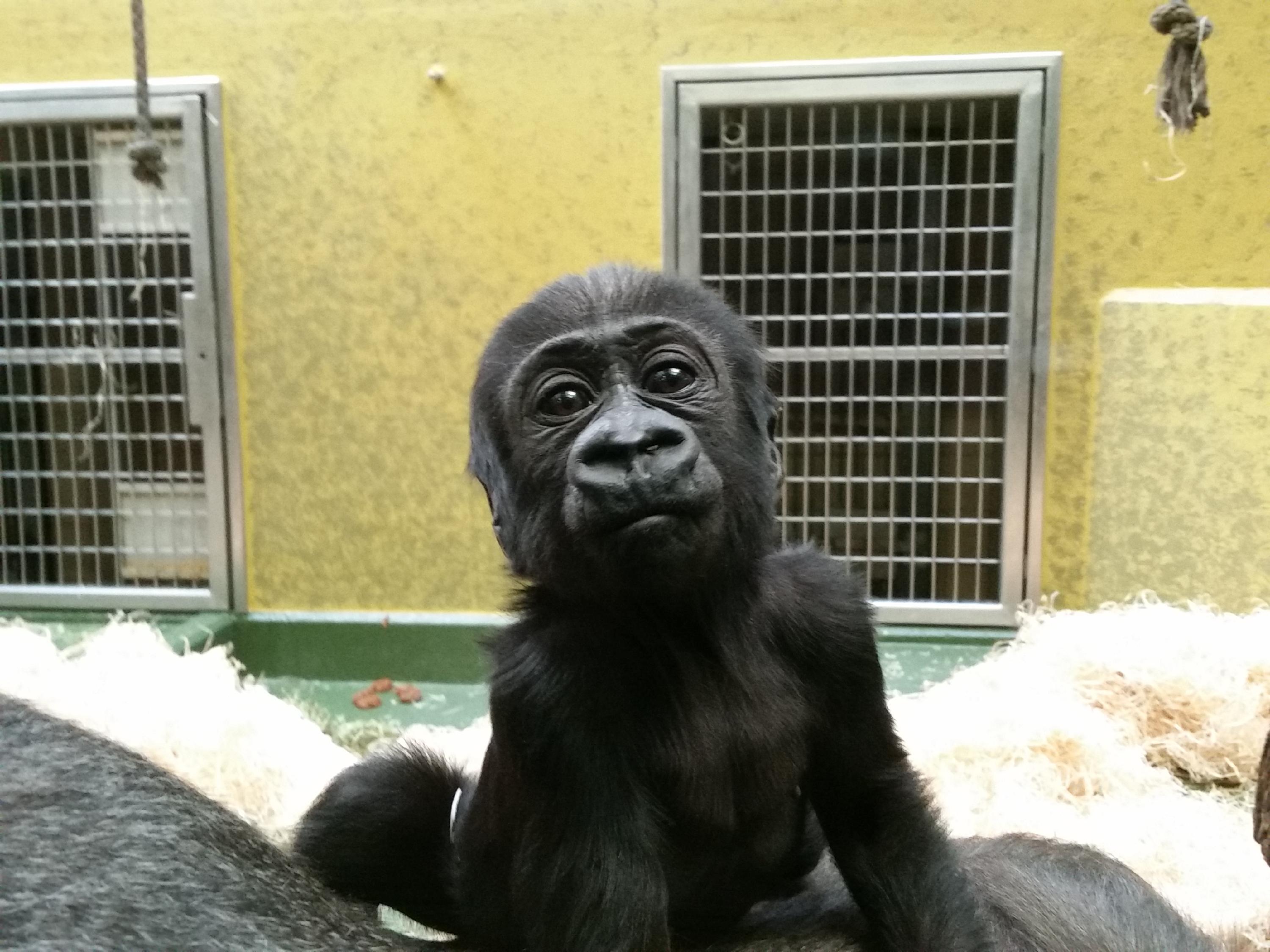So sah Gorilla-Nachwuchs Kato mit einem Jahr aus. Mittlerweile ist das Jungtier schon wieder ein Jahr älter und hat sich sehr verändert.