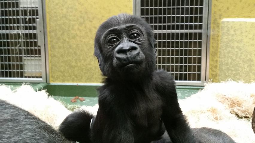 So sah Gorilla-Nachwuchs Kato mit einem Jahr aus. Mittlerweile ist das Jungtier schon wieder ein Jahr älter und hat sich sehr verändert.