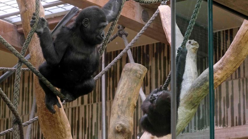 Kato und sein kleiner Bruder Akono klettern im Affenhaus herum und testen dabei ihre Geschicklichkeit.