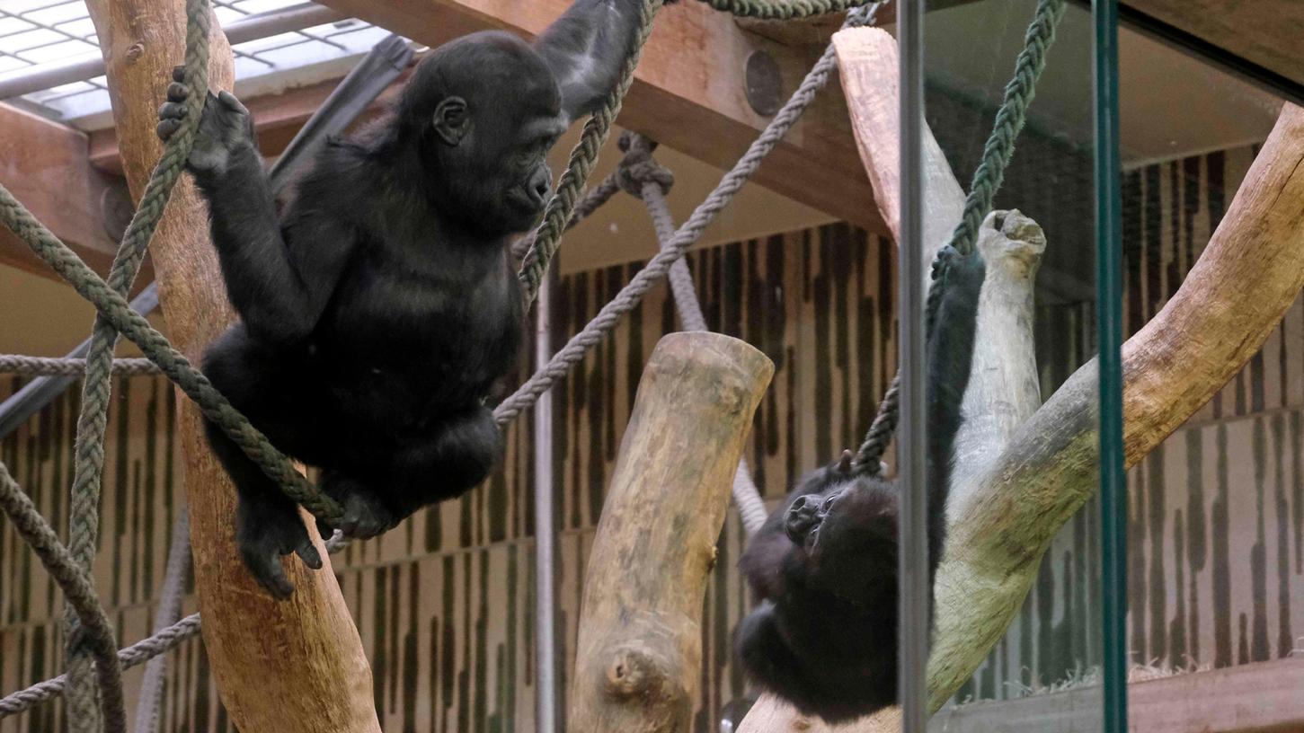 Die beiden Gorillabrüder Kato und Akono, die im Nürnberger Tiergarten leben, sollen kastriert werden. 