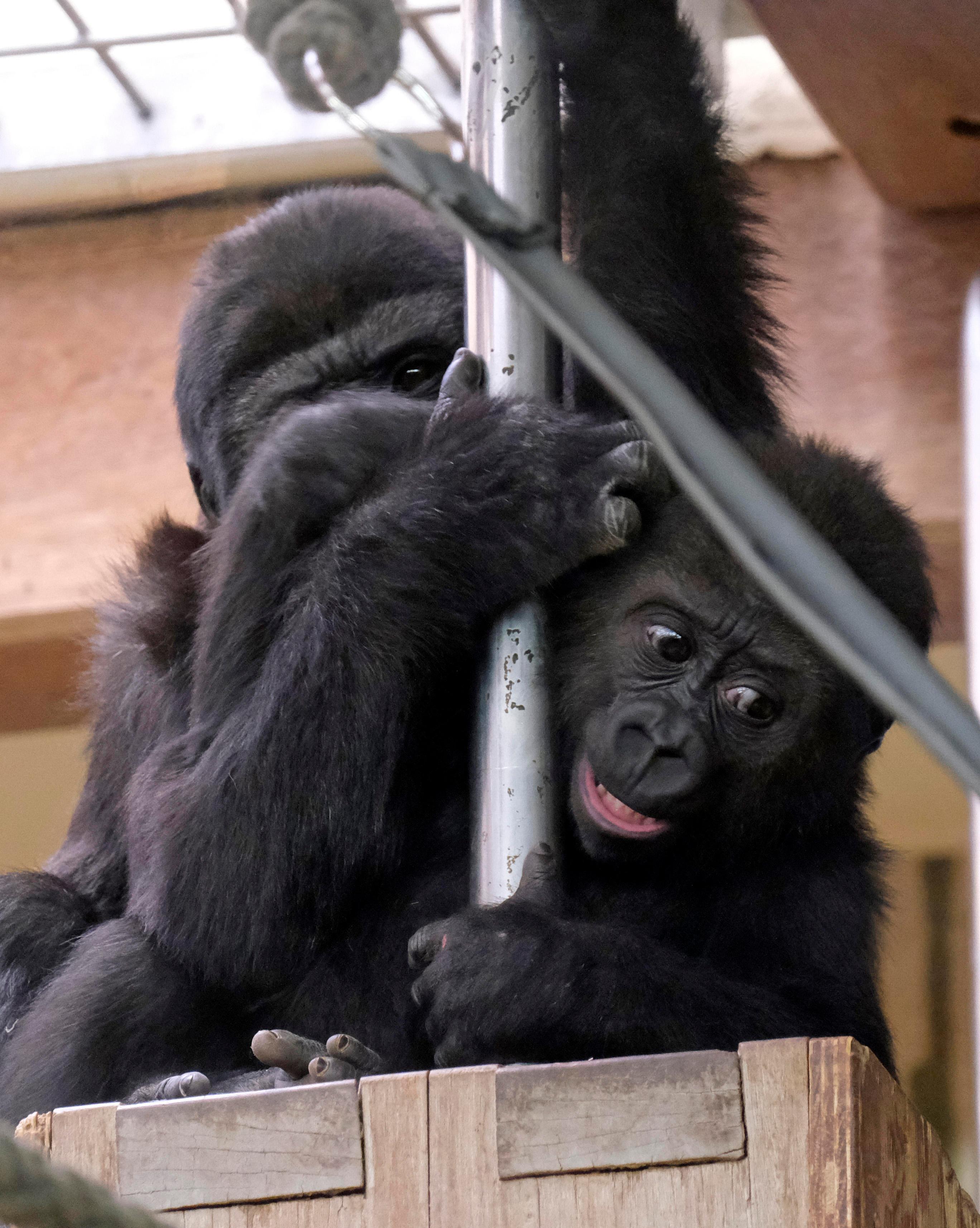 Die beiden kleinen Menschenaffen Akono und Kato (im Hintergrund) rangeln miteinander, sie können sich permanent miteinander beschäftigen.