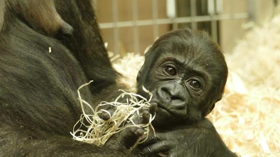 Nachwuchs im Gehege: Gorillas im Nürnberger Tiergarten sind die Stars