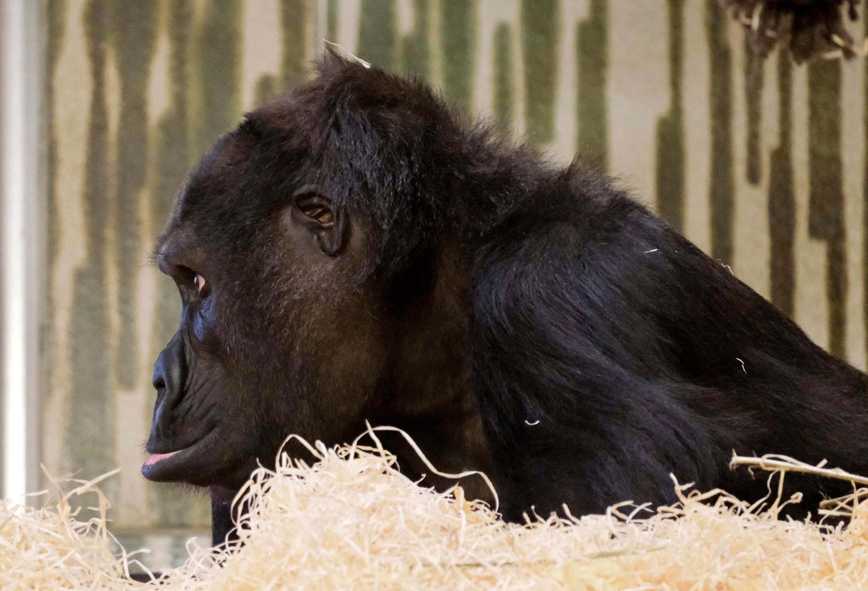 Gorilla-Mutter Habibu behält ihr Junges immer im Auge. Sie bleibt dabei aber entspannt.