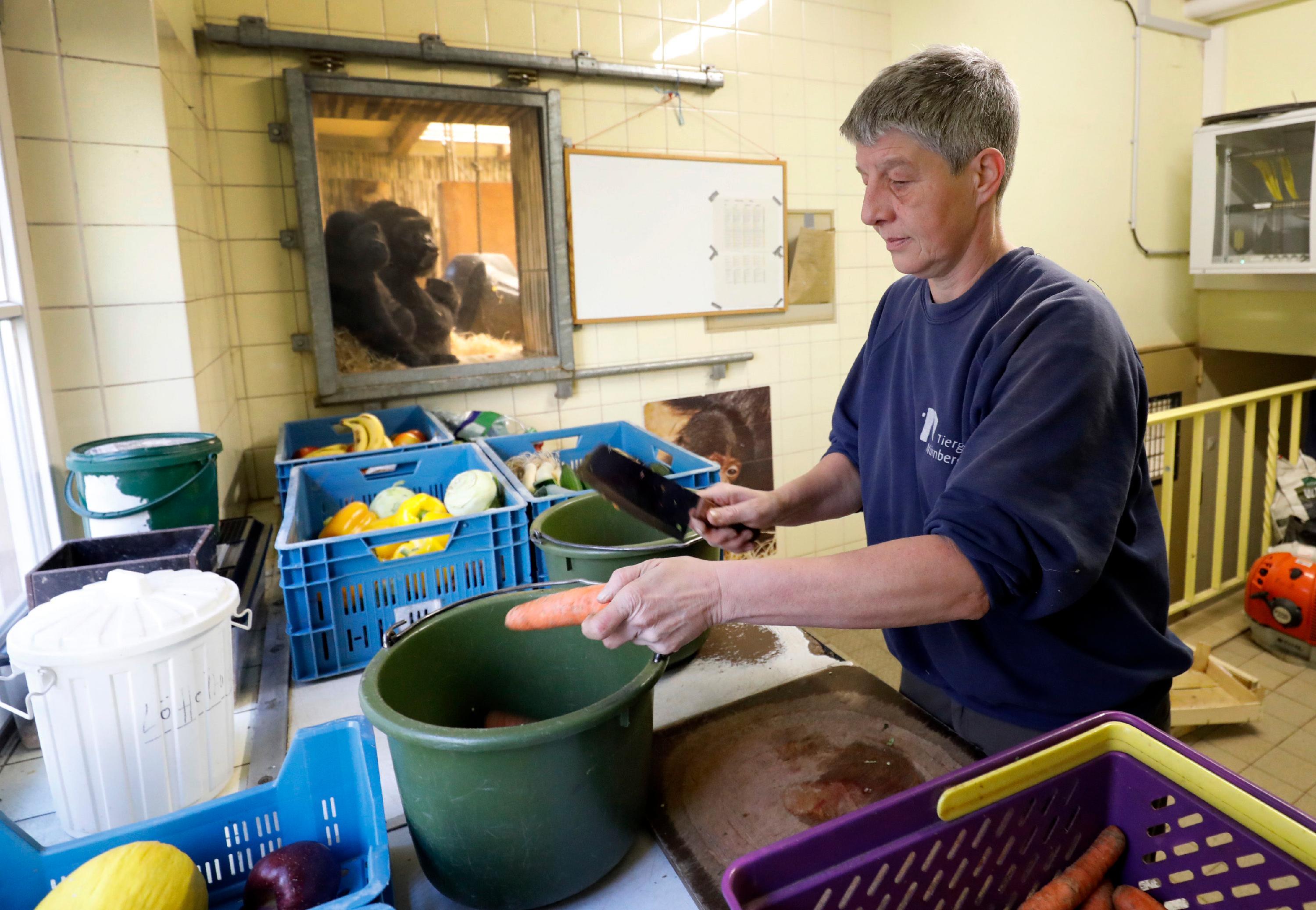  Revierleiterin Ramona Such ist bei der Futterzubereitung in der Küche, im Hintergrund schauen ihr die Affen durch das Fenster zu. Seitenverhältnis