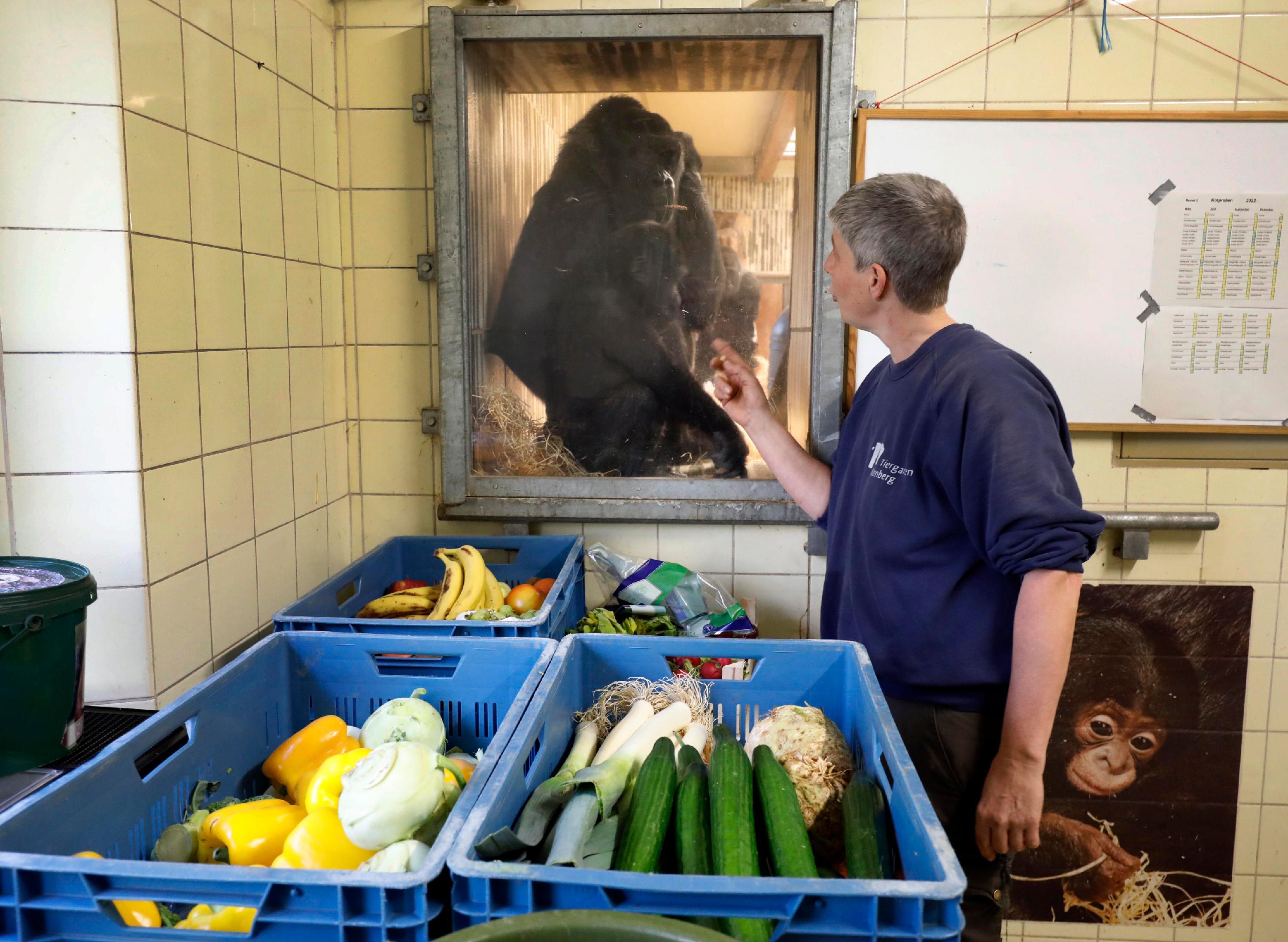 Tiergarten-Revierleiterin Ramona Such bereitet das Futter zu, täglich vertilgen die Menschenaffen bis zu 40 Kilogramm Gemüse.