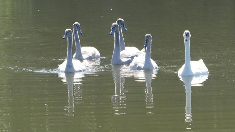 Elegant auf dem Wasser: Eine Schwanenfamilie beim Ausflug.
