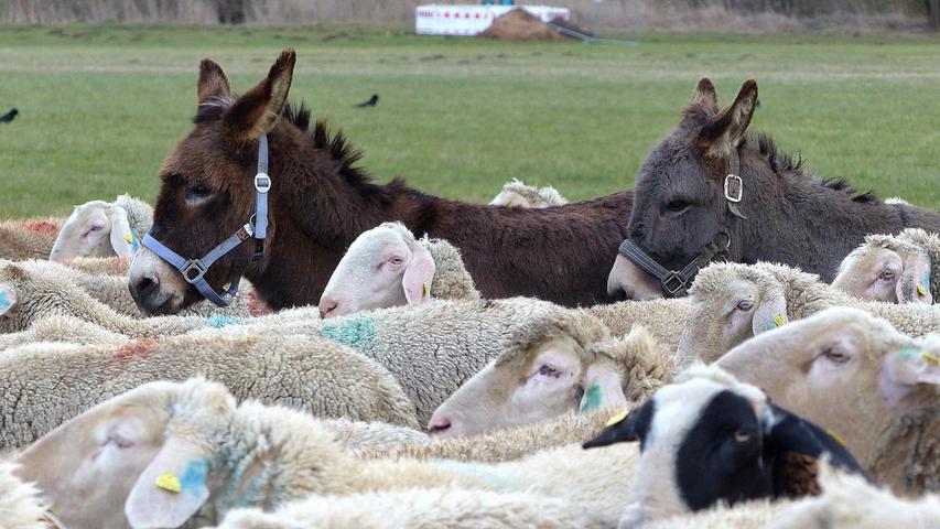 Die Mischung macht's: Zwei Esel begleiten die Schafe zum Weiden.