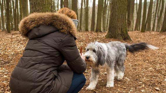 Wie Hundehalter ihr Tier vor Giftködern schützen können