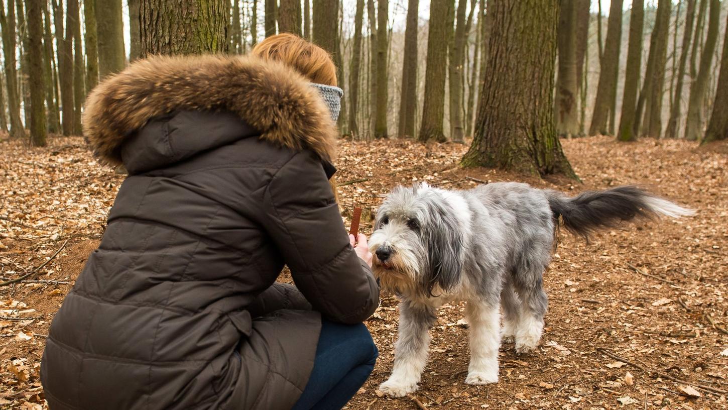 Eine Antigiftköder-Trainingsübung ist der Rückruf. Da wird etwa im Wald ein Stück Futter ausgelegt. Rennt der Hund hin, wird er vorm Erreichen zurückgerufen. Gehorcht er, bekommt er ein Leckerli.