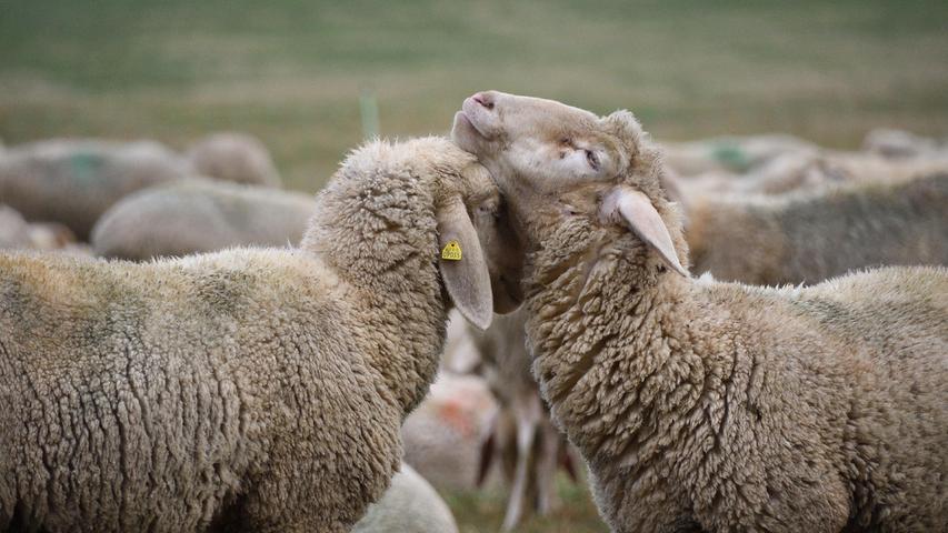 Manchmal sagt ein Bild mehr als 1000 Worte: Zwei Schafe die sich anscheinend lieb haben.
