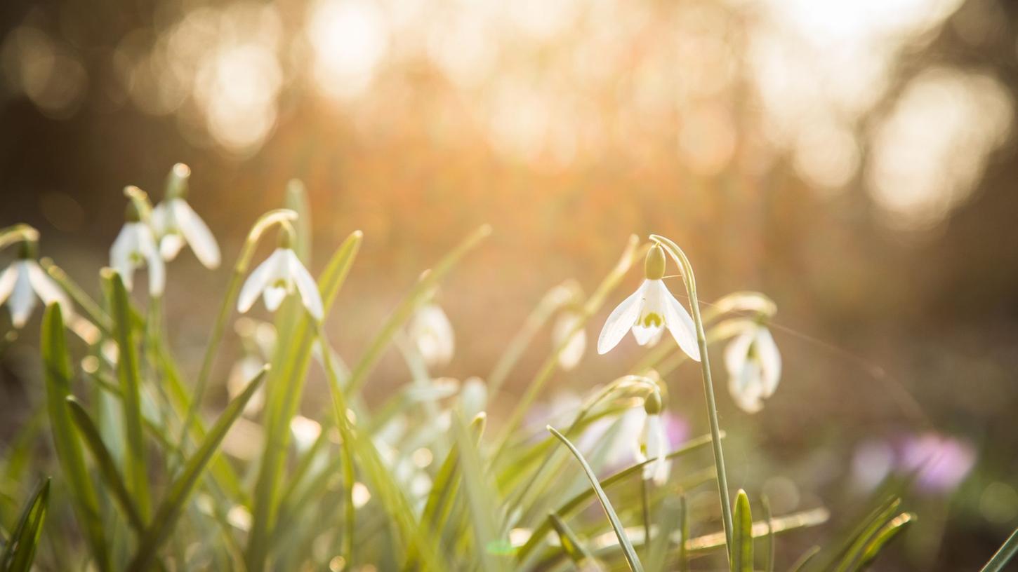 So locken Sie Bienen und Schmetterlinge in Ihren Garten