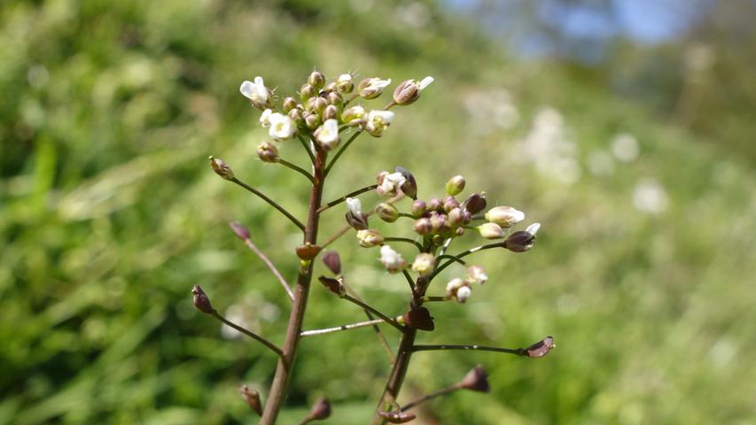 So locken Sie Bienen und Schmetterlinge in Ihren Garten