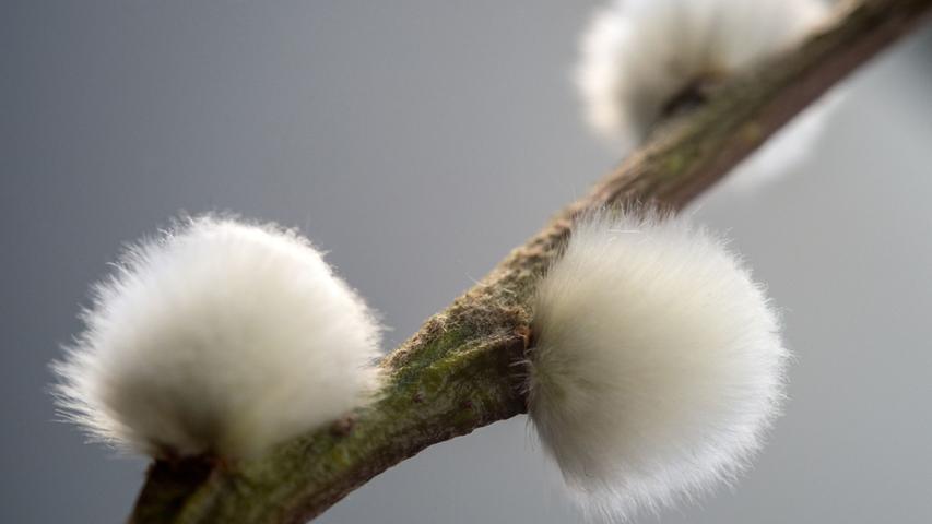 So locken Sie Bienen und Schmetterlinge in Ihren Garten