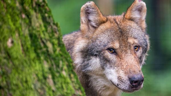 Ein Wolf schaut in einem Wildpark hinter einem Baum hervor