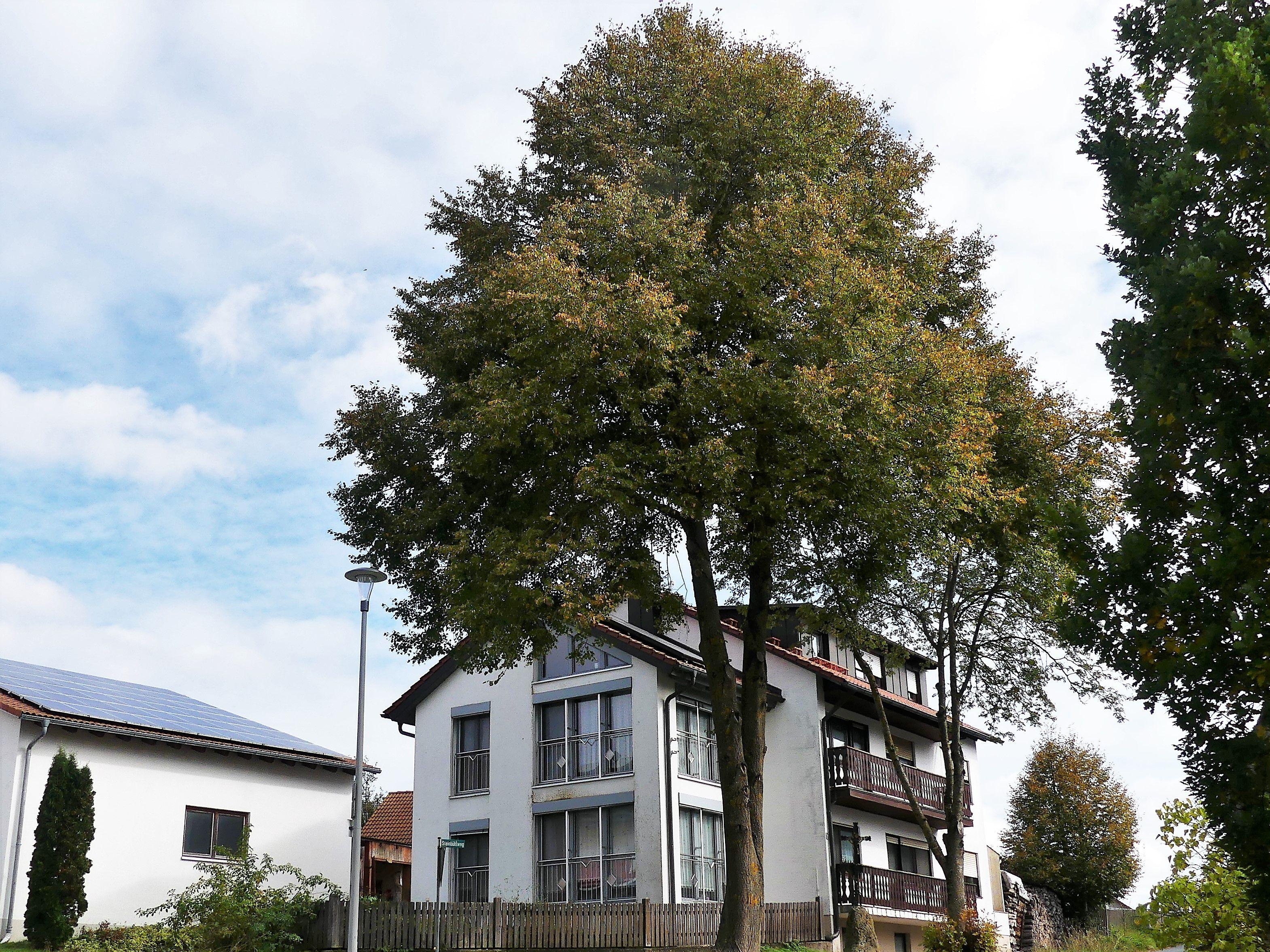 Breitenbrunn Wird die Dorflinde in Rasch nun doch gefällt?