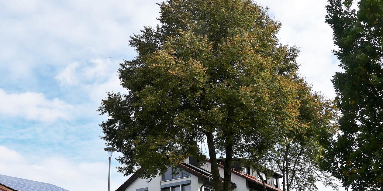 Breitenbrunn Wird die Dorflinde in Rasch nun doch gefällt?