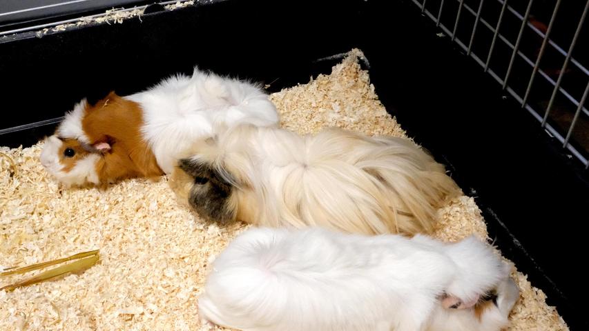 Auch die kleine Gruppe Meerschweinchen ist auf der Suche nach einem neuen, ruhigen und artgerechten Zuhause und die drei Meerschweinchen sollten zusammenbleiben dürfen. Die aufeinander eingespielte Gruppe besteht aus der weißen „Snow“, der dreifarbigen „Trixi“ und dem langhaarigen, beigefarbenen, kastrierten Böckchen „Bailey“. Abgegeben wurden die Meerschweinchen wegen Umzugs, denn in der neuen, kleineren Wohnung wäre nur noch Platz für einen kleinen Käfig gewesen und das wollte die bisherige Besitzerin ihren Tieren nicht antun. „Snow“, „Trixi“ und „Bailey“ sind noch sehr scheu und ängstlich. Für Kinder sind sie deshalb nicht geeignet. Mit etwas Erfahrung hinsichtlich der Bedürfnisse von Meerschweinchen und ihrer Haltung sowie mit Ruhe und Geduld dürfte das Trio jedoch schnell Zutrauen gewinnen, denn die Meerschweinchen sind Mitte August 2021 geboren und damit noch jung und lernfähig. Um die Ausbreitung der Pandemie nicht zu fördern und um unsere Mitarbeiter und Besucher zu schützen, wurde das Tierheim Neumarkt komplett für Besucher, Gassigeher und Katzenstreichler geschlossen. Um den Tieren jedoch nicht die Chance auf ein neues Zuhause zu verbauen, finden Tiervermittlung und Beratung dennoch telefonisch beziehungsweise nach vorheriger Terminvereinbarung zwischen 14.30 und 17 Uhr unter Telefon (0 91 81) 2 28 62 statt. In Notfällen und im Falle von Fundtieren ist das Tierheim ebenfalls unter dieser Telefonnummer erreichbar. Hier geht es zur Internet-Seite des Tierheims
Auch die kleine Gruppe Meerschweinchen ist auf der Suche nach einem neuen, ruhigen und artgerechten Zuhause und die drei Meerschweinchen sollten zusammenbleiben dürfen. Die aufeinander eingespielte Gruppe besteht aus der weißen „Snow“, der dreifarbigen „Trixi“ und dem langhaarigen, beigefarbenen, kastrierten Böckchen „Bailey“. Abgegeben wurden die Meerschweinchen wegen Umzugs, denn in der neuen, kleineren Wohnung wäre nur noch Platz für einen kleinen Käfig gewesen und das wollte die bisherige Besitzerin ihren Tieren nicht antun. „Snow“, „Trixi“ und „Bailey“ sind noch sehr scheu und ängstlich. Für Kinder sind sie deshalb nicht geeignet. Mit etwas Erfahrung hinsichtlich der Bedürfnisse von Meerschweinchen und ihrer Haltung sowie mit Ruhe und Geduld dürfte das Trio jedoch schnell Zutrauen gewinnen, denn die Meerschweinchen sind Mitte August 2021 geboren und damit noch jung und lernfähig. Um die Ausbreitung der Pandemie nicht zu fördern und um unsere Mitarbeiter und Besucher zu schützen, wurde das Tierheim Neumarkt komplett für Besucher, Gassigeher und Katzenstreichler geschlossen. Um den Tieren jedoch nicht die Chance auf ein neues Zuhause zu verbauen, finden Tiervermittlung und Beratung dennoch telefonisch beziehungsweise nach vorheriger Terminvereinbarung zwischen 14.30 und 17 Uhr unter Telefon (0 91 81) 2 28 62 statt. In Notfällen und im Falle von Fundtieren ist das Tierheim ebenfalls unter dieser Telefonnummer erreichbar. Hier geht es zur Internet-Seite des Tierheims