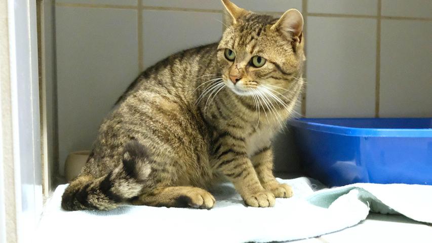 Der schwarz-grau getigerte, stattliche Kater wurde im Tierheim Neumarkt abgegeben. Er läuft schon seit einiger Zeit in Berg-Richtheim in der Eichengasse herum, sitzt dort maunzend vor mehreren Haustüren und begehrt Einlass. Offenbar findet er nicht mehr heim. Der Kater ist zutraulich und verschmust. Wo wird dieser liebenswerte, hübsche Kerl vermisst? Um die Ausbreitung der Pandemie nicht zu fördern und um unsere Mitarbeiter und Besucher zu schützen, wurde das Tierheim Neumarkt komplett für Besucher, Gassigeher und Katzenstreichler geschlossen. Um den Tieren jedoch nicht die Chance auf ein neues Zuhause zu verbauen, finden Tiervermittlung und Beratung dennoch telefonisch beziehungsweise nach vorheriger Terminvereinbarung zwischen 14.30 und 17 Uhr unter Telefon (0 91 81) 2 28 62 statt. In Notfällen und im Falle von Fundtieren ist das Tierheim ebenfalls unter dieser Telefonnummer erreichbar. Hier geht es zur Internet-Seite des Tierheims
Der schwarz-grau getigerte, stattliche Kater wurde im Tierheim Neumarkt abgegeben. Er läuft schon seit einiger Zeit in Berg-Richtheim in der Eichengasse herum, sitzt dort maunzend vor mehreren Haustüren und begehrt Einlass. Offenbar findet er nicht mehr heim. Der Kater ist zutraulich und verschmust. Wo wird dieser liebenswerte, hübsche Kerl vermisst? Um die Ausbreitung der Pandemie nicht zu fördern und um unsere Mitarbeiter und Besucher zu schützen, wurde das Tierheim Neumarkt komplett für Besucher, Gassigeher und Katzenstreichler geschlossen. Um den Tieren jedoch nicht die Chance auf ein neues Zuhause zu verbauen, finden Tiervermittlung und Beratung dennoch telefonisch beziehungsweise nach vorheriger Terminvereinbarung zwischen 14.30 und 17 Uhr unter Telefon (0 91 81) 2 28 62 statt. In Notfällen und im Falle von Fundtieren ist das Tierheim ebenfalls unter dieser Telefonnummer erreichbar. Hier geht es zur Internet-Seite des Tierheims