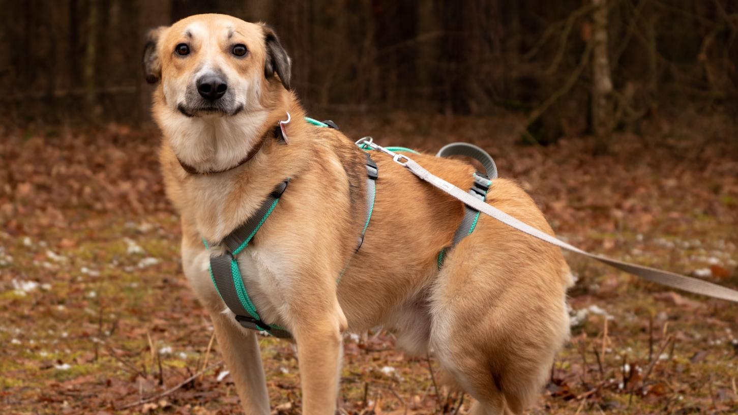 Mischling Teddy erlitt einen Bandscheibenvorfall. Das Foto zeigt ihn vor seinen Rückenschmerzen. Mischling Teddy erlitt einen Bandscheibenvorfall. Das Foto zeigt ihn vor seinen Rückenschmerzen.