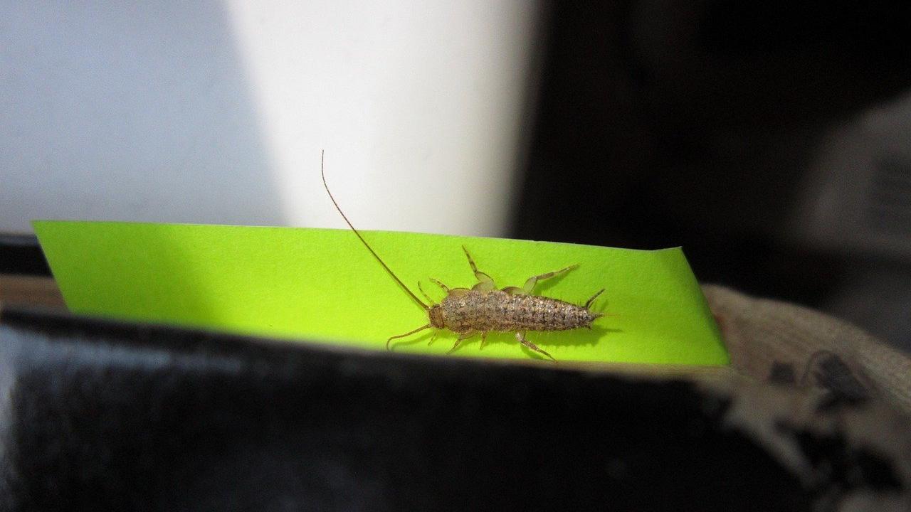 Silberfische sind circa einen Zentimeter groß (Symbolbild).
Silberfische sind circa einen Zentimeter groß (Symbolbild).