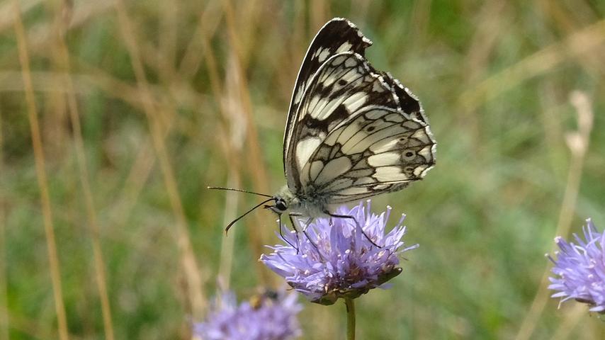 Der Schachbrettfalter ist der Schmetterling des Jahres 2019. Das typische, namensgebende Schwarzweißmuster macht die Art unverwechselbar.
