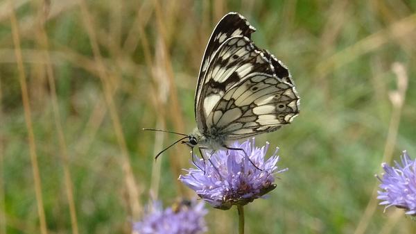 Der Schachbrettfalter war 2019 der Schmetterling des Jahres. Das typische, namensgebende Schwarzweißmuster macht die Art unverwechselbar.