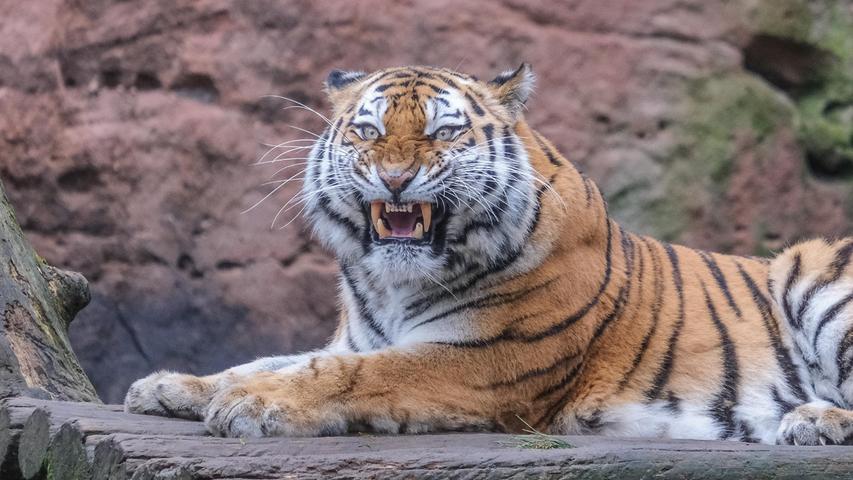 Vorsicht: Alles andere als ein freundliches Zahnpastalächeln zeigt der Sibirische Tiger im Tiergarten seinen Besuchern.
