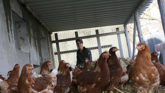 Das Huhn als Hochleistungssportler: Knapp 15000 Legehennen leben in diesem Betrieb in Franken