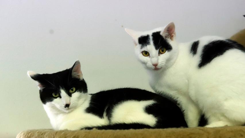 Das Katzengeschwisterpaar „Alex“ und „Anne“ möchte endlich auch ein schönes Zuhause. Aus dem schwarz-weißen „Alex“ und der weiß-schwarzen „Anne“ sind total zutrauliche, verschmuste und menschenbezogene Katzen geworden, die sofort angelaufen kommen, wenn sie ihren Menschen sehen, um sich Streicheleinheiten abzuholen. „Alex“ und „Anne“, die nur gemeinsam vermittelt werden, wünschen sich eine nette Familie, gerne mit schon größeren, vernünftigen Kindern. Nachdem die beiden im April 2021 geborenen Katzen nach entsprechender Eingewöhnungszeit mit Sicherheit wieder Freigang haben möchten und schon wissen, wie eine Katzenklappe funktioniert, sollte das neue Zuhause, das idealerweise aus einem Häuschen im Grünen besteht, verkehrsberuhigt liegen. Um die Ausbreitung der Pandemie nicht zu fördern und um unsere Mitarbeiter und Besucher zu schützen, wurde das Tierheim Neumarkt komplett für Besucher, Gassigeher und Katzenstreichler geschlossen. Um den Tieren jedoch nicht die Chance auf ein neues Zuhause zu verbauen, finden Tiervermittlung und Beratung dennoch telefonisch beziehungsweise nach vorheriger Terminvereinbarung zwischen 14.30 und 17 Uhr unter Telefon (0 91 81) 2 28 62 statt. In Notfällen und im Falle von Fundtieren ist das Tierheim ebenfalls unter dieser Telefonnummer erreichbar. Hier geht es zur Internet-Seite des Tierheims
Das Katzengeschwisterpaar „Alex“ und „Anne“ möchte endlich auch ein schönes Zuhause. Aus dem schwarz-weißen „Alex“ und der weiß-schwarzen „Anne“ sind total zutrauliche, verschmuste und menschenbezogene Katzen geworden, die sofort angelaufen kommen, wenn sie ihren Menschen sehen, um sich Streicheleinheiten abzuholen. „Alex“ und „Anne“, die nur gemeinsam vermittelt werden, wünschen sich eine nette Familie, gerne mit schon größeren, vernünftigen Kindern. Nachdem die beiden im April 2021 geborenen Katzen nach entsprechender Eingewöhnungszeit mit Sicherheit wieder Freigang haben möchten und schon wissen, wie eine Katzenklappe funktioniert, sollte das neue Zuhause, das idealerweise aus einem Häuschen im Grünen besteht, verkehrsberuhigt liegen. Um die Ausbreitung der Pandemie nicht zu fördern und um unsere Mitarbeiter und Besucher zu schützen, wurde das Tierheim Neumarkt komplett für Besucher, Gassigeher und Katzenstreichler geschlossen. Um den Tieren jedoch nicht die Chance auf ein neues Zuhause zu verbauen, finden Tiervermittlung und Beratung dennoch telefonisch beziehungsweise nach vorheriger Terminvereinbarung zwischen 14.30 und 17 Uhr unter Telefon (0 91 81) 2 28 62 statt. In Notfällen und im Falle von Fundtieren ist das Tierheim ebenfalls unter dieser Telefonnummer erreichbar. Hier geht es zur Internet-Seite des Tierheims