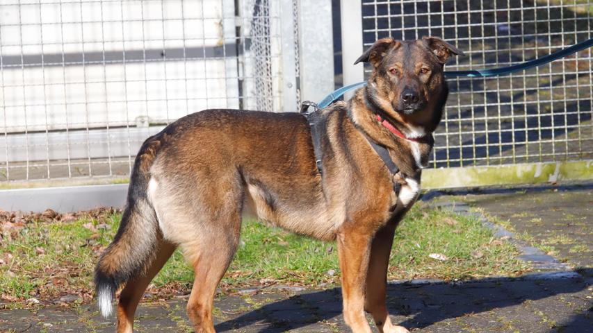 Auch die kastrierte, vierjährige Schäferhund-Kaukasier-Mischlingshündin „Trixi“ möchte gerne wieder ein eigenes, schönes Zuhause haben. Ihre neuen Menschen sollten schon Erfahrung mit größeren, selbstbewussten Hunden haben, denn Trixi ist kein Anfängerhund. Einerseits ist sie typisch Herdenschutzhund, sehr wachsam und Fremden gegenüber zunächst äußerst misstrauisch bis ablehnend. Andererseits ist sie – typisch Schäferhund – intelligent und lernwillig. Hat sie zu ihren Menschen einmal eine Bindung aufgebaut, ist sie sehr verschmust und umgänglich. „Trixi“ ist an Leine und Geschirr gewöhnt und sie geht gerne spazieren. Sie weiß genau, was sie will und was ihr nicht gefällt. So liebt sie es, in der Sonne zu liegen und alles im Blick beziehungsweise über alles den Überblick zu haben. Weniger geeignet ist sie für Stadtbummel und Restaurantbesuch. Bei Hundebegegnungen entscheidet die Sympathie. Sie hat keine Probleme mit Radfahrern oder Autos. Wer sich für „Trixi“ interessiert, sollte bereit sein, einige Zeit zum Kennenlernen zu investieren. „Trixi“ benötigt ausreichend Platz und möchte nicht den ganzen Tag alleine sein, ebenso wird der Besuch einer guten Hundeschule empfohlen. Für einen Haushalt mit Kindern ist „Trixi“ nicht geeignet.
Um die Ausbreitung der Pandemie nicht zu fördern und um unsere Mitarbeiter und Besucher zu schützen, wurde das Tierheim Neumarkt komplett für Besucher, Gassigeher und Katzenstreichler geschlossen. Um den Tieren jedoch nicht die Chance auf ein neues Zuhause zu verbauen, finden Tiervermittlung und Beratung dennoch telefonisch beziehungsweise nach vorheriger Terminvereinbarung zwischen 14.30 und 17 Uhr unter Telefon (0 91 81) 2 28 62 statt. In Notfällen und im Falle von Fundtieren ist das Tierheim ebenfalls unter dieser Telefonnummer erreichbar. Hier geht es zur Internet-Seite des Tierheims
Auch die kastrierte, vierjährige Schäferhund-Kaukasier-Mischlingshündin „Trixi“ möchte gerne wieder ein eigenes, schönes Zuhause haben. Ihre neuen Menschen sollten schon Erfahrung mit größeren, selbstbewussten Hunden haben, denn Trixi ist kein Anfängerhund. Einerseits ist sie typisch Herdenschutzhund, sehr wachsam und Fremden gegenüber zunächst äußerst misstrauisch bis ablehnend. Andererseits ist sie – typisch Schäferhund – intelligent und lernwillig. Hat sie zu ihren Menschen einmal eine Bindung aufgebaut, ist sie sehr verschmust und umgänglich. „Trixi“ ist an Leine und Geschirr gewöhnt und sie geht gerne spazieren. Sie weiß genau, was sie will und was ihr nicht gefällt. So liebt sie es, in der Sonne zu liegen und alles im Blick beziehungsweise über alles den Überblick zu haben. Weniger geeignet ist sie für Stadtbummel und Restaurantbesuch. Bei Hundebegegnungen entscheidet die Sympathie. Sie hat keine Probleme mit Radfahrern oder Autos. Wer sich für „Trixi“ interessiert, sollte bereit sein, einige Zeit zum Kennenlernen zu investieren. „Trixi“ benötigt ausreichend Platz und möchte nicht den ganzen Tag alleine sein, ebenso wird der Besuch einer guten Hundeschule empfohlen. Für einen Haushalt mit Kindern ist „Trixi“ nicht geeignet.
Um die Ausbreitung der Pandemie nicht zu fördern und um unsere Mitarbeiter und Besucher zu schützen, wurde das Tierheim Neumarkt komplett für Besucher, Gassigeher und Katzenstreichler geschlossen. Um den Tieren jedoch nicht die Chance auf ein neues Zuhause zu verbauen, finden Tiervermittlung und Beratung dennoch telefonisch beziehungsweise nach vorheriger Terminvereinbarung zwischen 14.30 und 17 Uhr unter Telefon (0 91 81) 2 28 62 statt. In Notfällen und im Falle von Fundtieren ist das Tierheim ebenfalls unter dieser Telefonnummer erreichbar. Hier geht es zur Internet-Seite des Tierheims