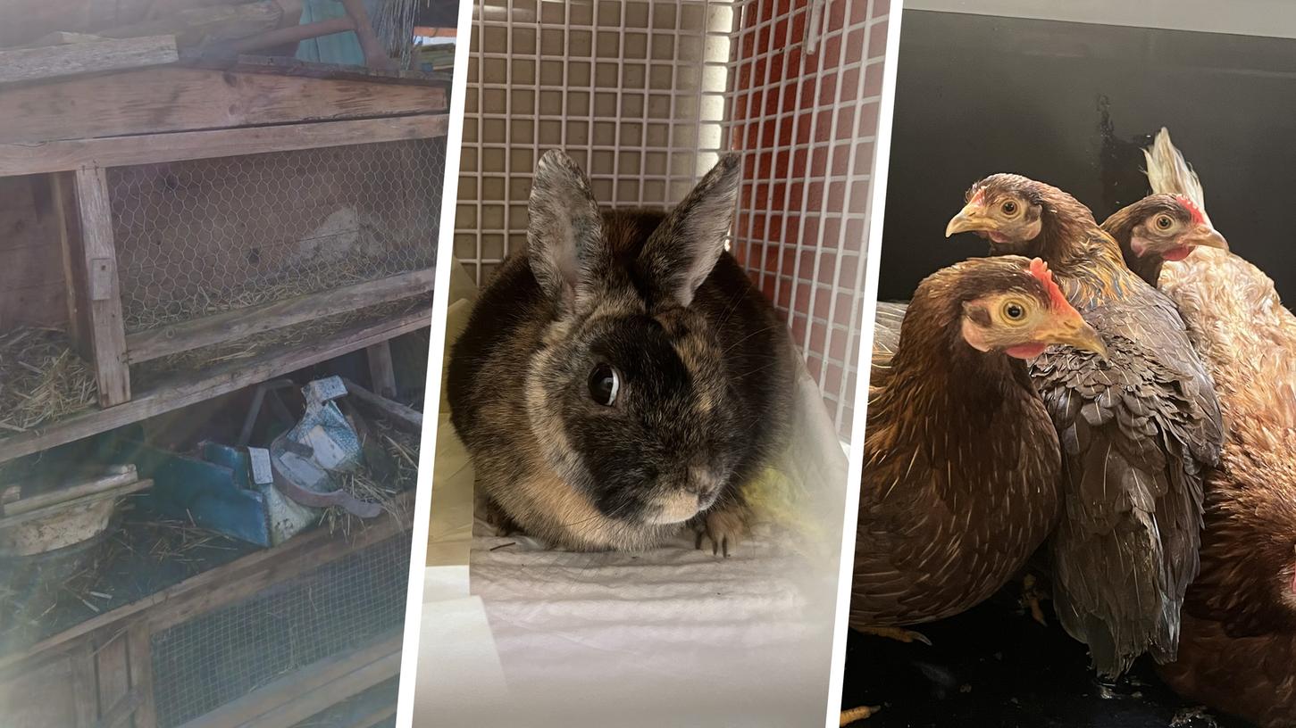 30 Kaninchen und 15 Hühner wurden gerettet. 30 Kaninchen und 15 Hühner wurden gerettet.