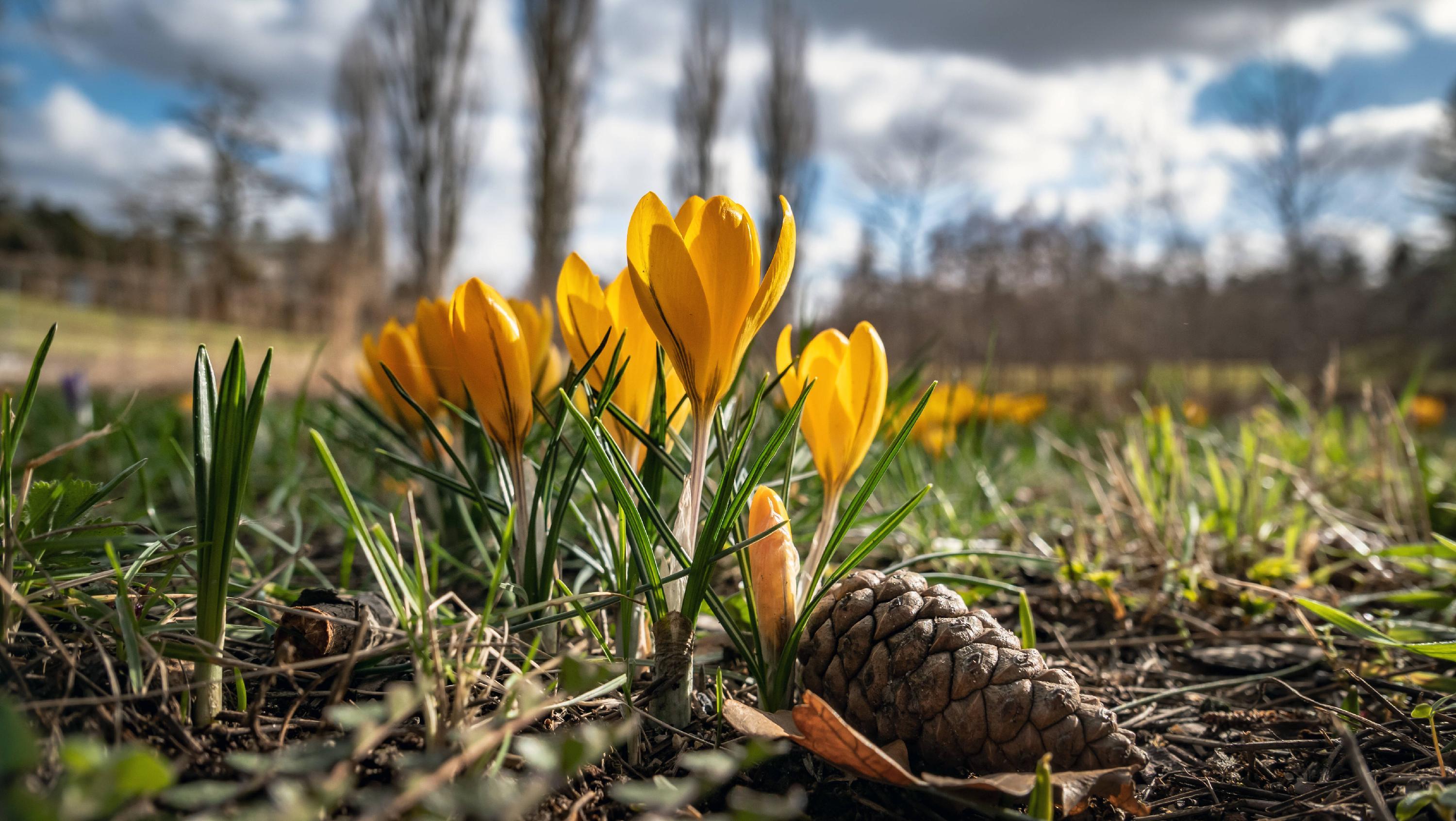 Schöner Garten im Winter Das können Gärtner jetzt tun