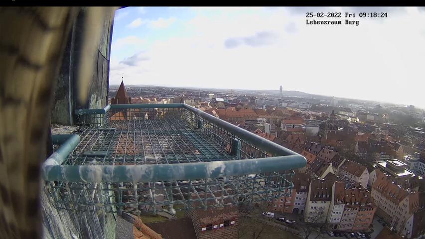 Die Kamera vor dem Brutplatz zeigt die erwachsenen Vögel häufig auf ihrer Aussichtswarte - hier sitzt einer auf der Kamera selbst. Die Kamera vor dem Brutplatz zeigt die erwachsenen Vögel häufig auf ihrer Aussichtswarte - hier sitzt einer auf der Kamera selbst.