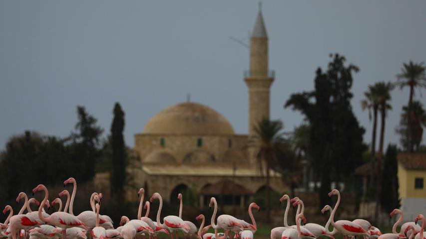 Das ist ein doch eher ungewöhnlicher Anblick: Zahleiche Flamingos machen Rast am Salzsee von Larnaka, ganz in der Nähe der historischen Hala Sultan Tekke Moschee. Larnaka, an der Südküste von Zypern gelegen, wird von Corendon Airlines ab Nürnberg einmal wöchentlich angesteuert.