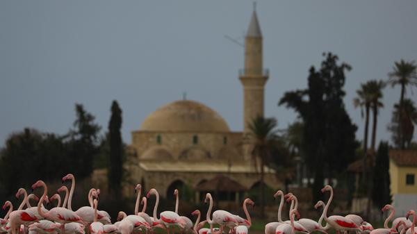 Das ist ein doch eher ungewöhnlicher Anblick: Zahleiche Flamingos machen Rast am Salzsee von Larnaka, ganz in der Nähe der historischen Hala Sultan Tekke Moschee. Larnaka, an der Südküste von Zypern gelegen, wird von Corendon Airlines ab Nürnberg einmal wöchentlich angesteuert.