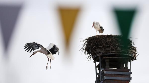 In vielen Teilen Deutschlands, so auch in Bayern, kehren die Störche zurück.
