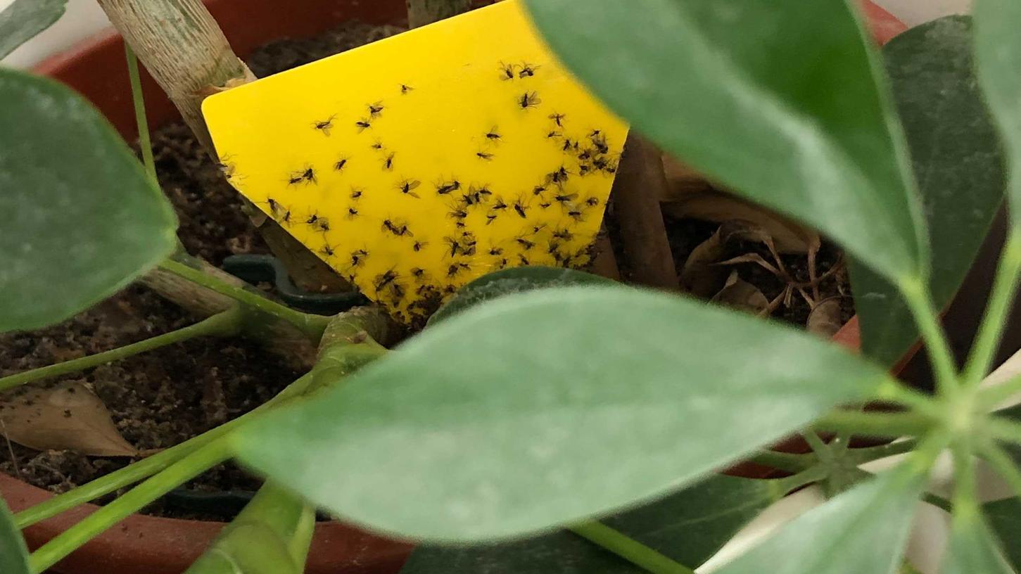 Wenn Ihre Zimmerpflanze befallen ist, können Sie mit Gelbstickern die Trauermücken fangen. Es gibt aber auch andere Methoden.
