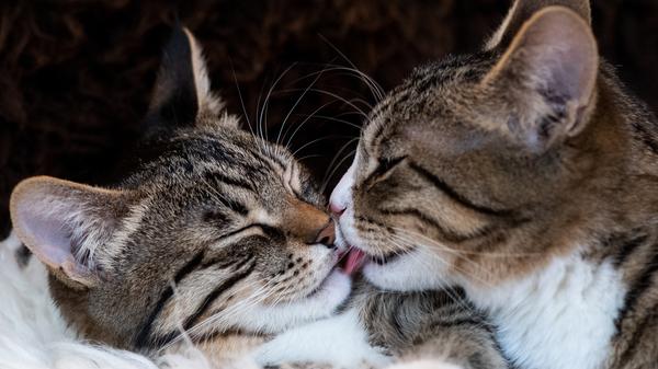 urn:newsml:dpa.com:20090101:211229-90-013730