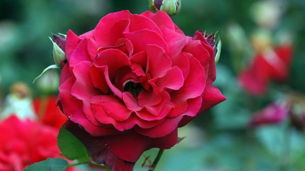 Im März ist die ideale Pflanzzeit für Rosen. Wer also eine neue Rose in sein Gartenreich setzen will, sollte ihr einen sonnigen Standort schenken und die Veredelungstelle mit fünf Zentimeter Erde bedecken. Generell für alle Rosen gilt: Entfernen Sie im Frühjahr alte, störende Triebe und totes Holz. Dann blühen sie im Sommer kräftig. Die Blumen sollten jetzt auch sorgfältig auf Pilzbefall wie Mehltau, Rosenrost und Sternrußtau überprüft werden. Die Infektionsgefahr ist im Frühjahr besonders hoch, weil der Pilz im lebenden Holz überwintert. Zeigen sich erste Anzeichen von Pilzbefall, müssen die betroffenen Pflanzenteile sofort abgeschnitten werden und als Restmüll entsorgt werden. Ratsam ist außerdem, den Boden schonend zu lockern, um Luft an die Wurzeln zu bringen. Ende März braucht das Gewächs zudem eine Frühjahrskur mit organischem Dünger.