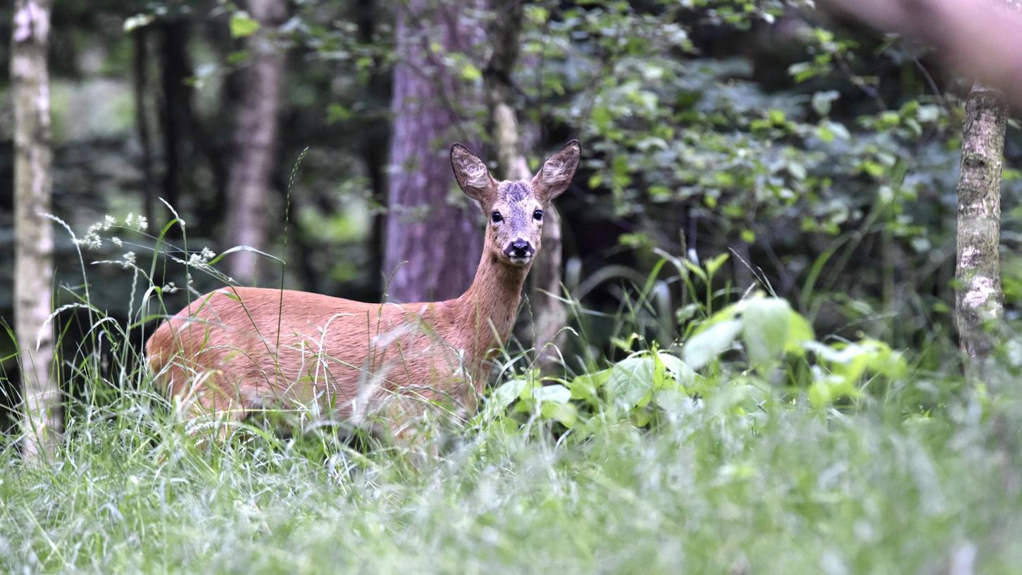 Ein gewilderter Rehbock beschäftigte jetzt das Gericht in Bayreuth.
Ein gewilderter Rehbock beschäftigte jetzt das Gericht in Bayreuth.