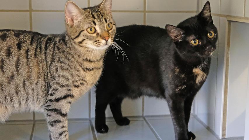 Als Fundtiere kamen die zwei Katzengeschwister ins Tierheim und nachdem sich die schildpattfarbene „Kiki“ und die getigerte „Kiwi“ gut verstehen, sollen sie auch zusammen vermittelt werden. Die beiden zutraulichen Kätzchen, die im August 2021 geboren wurden, wünschen sich eine nette Familie, gerne mit schon größeren, vernünftigen Kindern, und es sollte auch gewährleistet sein, dass sie nicht den ganzen Tag über alleine sein müssen. Das Wunsch-Zuhause wäre ein verkehrsberuhigt gelegenes Häuschen mit Garten, damit die beiden Mädels nach entsprechender Eingewöhnungszeit wieder raus ins Grüne können. Um die Ausbreitung der Pandemie nicht zu fördern und um unsere Mitarbeiter und Besucher zu schützen, wurde das Tierheim Neumarkt komplett für Besucher, Gassigeher und Katzenstreichler geschlossen. Um den Tieren jedoch nicht die Chance auf ein neues Zuhause zu verbauen, finden Tiervermittlung und Beratung dennoch telefonisch beziehungsweise nach vorheriger Terminvereinbarung zwischen 14.30 und 17 Uhr unter Telefon (0 91 81) 2 28 62 statt. In Notfällen und im Falle von Fundtieren ist das Tierheim ebenfalls unter dieser Telefonnummer erreichbar. Hier geht es zur Internet-Seite des Tierheims
Als Fundtiere kamen die zwei Katzengeschwister ins Tierheim und nachdem sich die schildpattfarbene „Kiki“ und die getigerte „Kiwi“ gut verstehen, sollen sie auch zusammen vermittelt werden. Die beiden zutraulichen Kätzchen, die im August 2021 geboren wurden, wünschen sich eine nette Familie, gerne mit schon größeren, vernünftigen Kindern, und es sollte auch gewährleistet sein, dass sie nicht den ganzen Tag über alleine sein müssen. Das Wunsch-Zuhause wäre ein verkehrsberuhigt gelegenes Häuschen mit Garten, damit die beiden Mädels nach entsprechender Eingewöhnungszeit wieder raus ins Grüne können. Um die Ausbreitung der Pandemie nicht zu fördern und um unsere Mitarbeiter und Besucher zu schützen, wurde das Tierheim Neumarkt komplett für Besucher, Gassigeher und Katzenstreichler geschlossen. Um den Tieren jedoch nicht die Chance auf ein neues Zuhause zu verbauen, finden Tiervermittlung und Beratung dennoch telefonisch beziehungsweise nach vorheriger Terminvereinbarung zwischen 14.30 und 17 Uhr unter Telefon (0 91 81) 2 28 62 statt. In Notfällen und im Falle von Fundtieren ist das Tierheim ebenfalls unter dieser Telefonnummer erreichbar. Hier geht es zur Internet-Seite des Tierheims